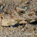 goby_spot_twin_res_kb_h_0328_png0999.jpg